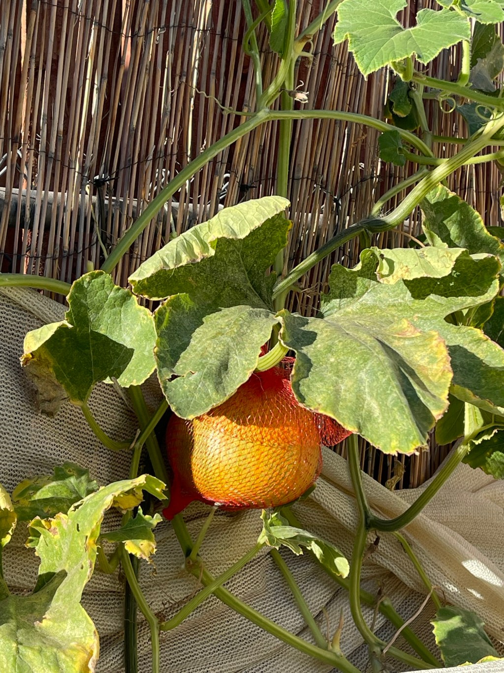 A Wild and Free Summer